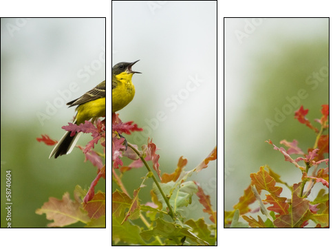 Yellow Wagtail singing on tree branch  - Obraz trzyczęściowy, Tryptyk