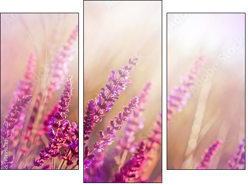 Wild flower (meadow flower)  - Obraz trzyczęściowy, Tryptyk