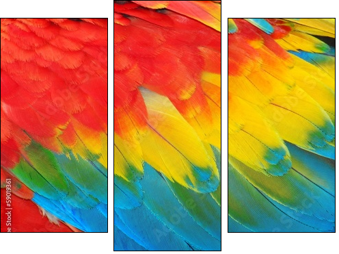 Parrot feathers, red and blue exotic texture  - Obraz trzyczęściowy, Tryptyk