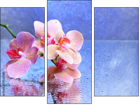Beautiful blooming orchid with water drops  - Obraz trzyczęściowy, Tryptyk