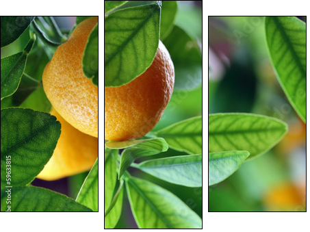 Fresh oranges  - Obraz trzyczęściowy, Tryptyk