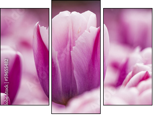 Pink tulips  - Obraz trzyczęściowy, Tryptyk