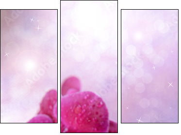 Beautiful blooming orchid  on light color background  - Obraz trzyczęściowy, Tryptyk