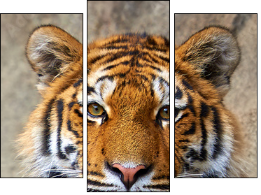 Tiger face up close  - Obraz trzyczęściowy, Tryptyk