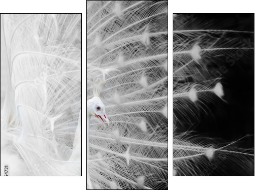 White peacock  - Obraz trzyczęściowy, Tryptyk