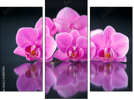 beautiful branch Phalaenopsis  - Obraz trzyczęściowy, Tryptyk