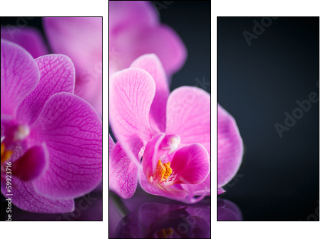 beautiful  Phalaenopsis  - Obraz trzyczęściowy, Tryptyk
