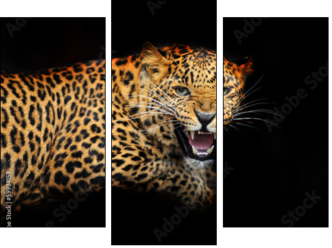 Portrait of leopard in its natural habitat  - Obraz trzyczęściowy, Tryptyk