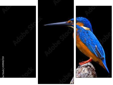 Kingfisher  - Obraz trzyczęściowy, Tryptyk