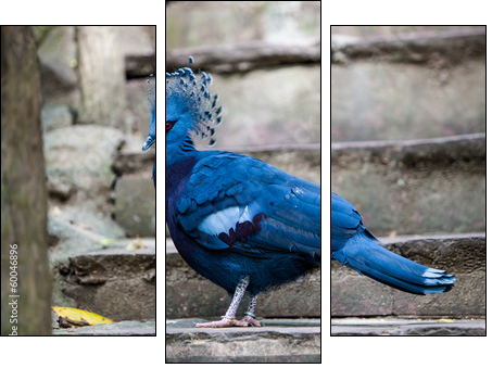 Victoria crowned pigeon. Exotic Bird Goura Victoria  - Obraz trzyczęściowy, Tryptyk