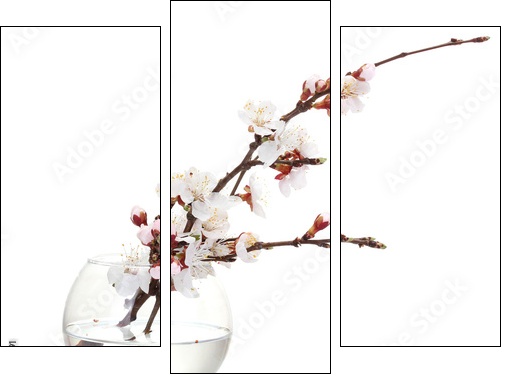 beautiful apricot blossom  in transparent vase isolated  - Obraz trzyczęściowy, Tryptyk