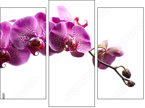 Purple orchid flowers isolated on white background  - Obraz trzyczęściowy, Tryptyk