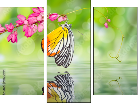 Painted Jezebel butterfly  - Obraz trzyczęściowy, Tryptyk