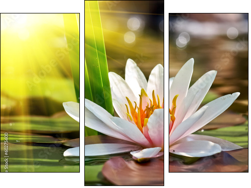 water lily  - Obraz trzyczęściowy, Tryptyk