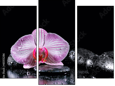 Orchid flower with zen stones on black background  - Obraz trzyczęściowy, Tryptyk