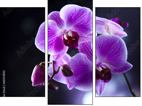 Orchid  - Obraz trzyczęściowy, Tryptyk