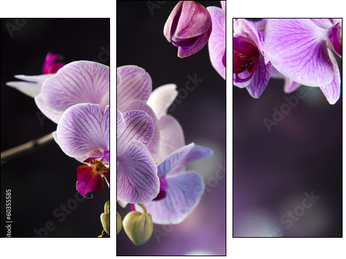 Beautiful orchids  - Obraz trzyczęściowy, Tryptyk