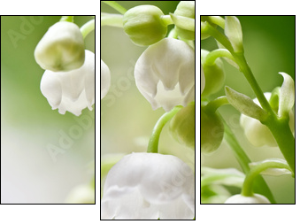 Delicate flowers on a branch of lily of the valley  - Obraz trzyczęściowy, Tryptyk