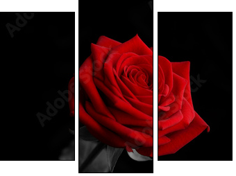 a rose from the darkness  - Obraz trzyczęściowy, Tryptyk