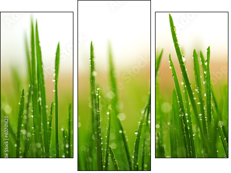 Green wet grass with dew on a blades  - Obraz trzyczęściowy, Tryptyk