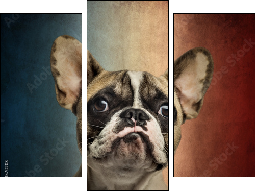 Close-up of a French Bulldog, on a vintage colored background  - Obraz trzyczęściowy, Tryptyk