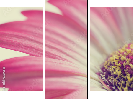 Macro of a pink summer daisy  - Obraz trzyczęściowy, Tryptyk