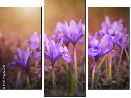 Iris flower bloom early spring  - Obraz trzyczęściowy, Tryptyk