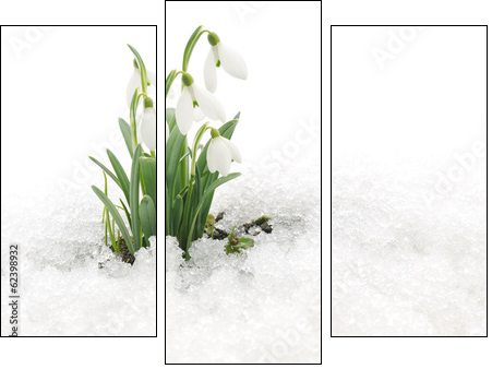 Snowdrops and Snow - Obraz trzyczęściowy, Tryptyk