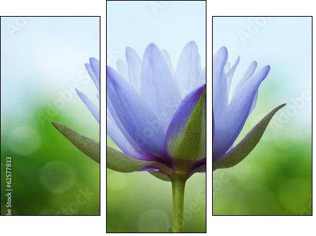 Blue lotus on spring background  - Obraz trzyczęściowy, Tryptyk