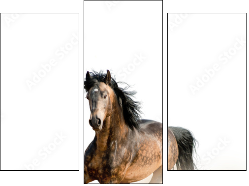 Stallion on a white  - Obraz trzyczęściowy, Tryptyk