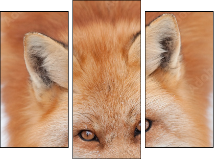 Young Red Fox Looking up at the Camera  - Obraz trzyczęściowy, Tryptyk