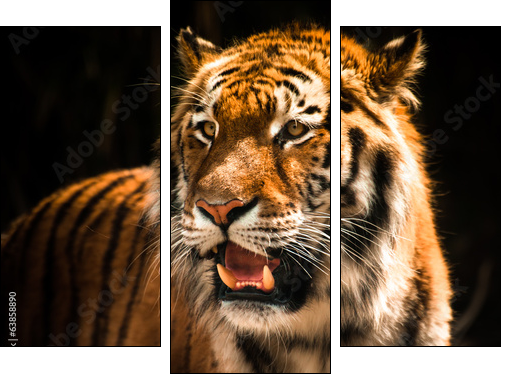 Beautiful tiger against dark background  - Obraz trzyczęściowy, Tryptyk