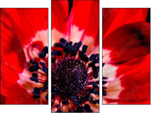 Anemone Detail  - Obraz trzyczęściowy, Tryptyk