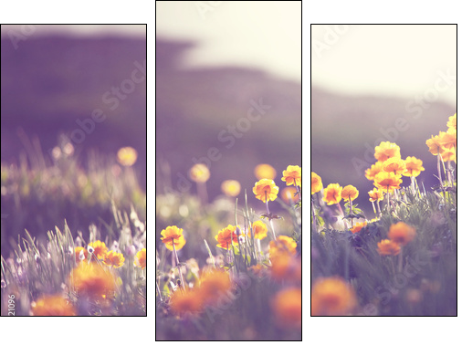 Sunny meadow  - Obraz trzyczęściowy, Tryptyk