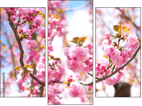 Sakura. Cherry Blossom in Springtime, Beautiful Pink Flowers  - Obraz trzyczęściowy, Tryptyk