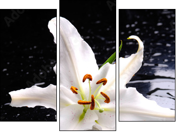 Macro of white lily with therapy stones  - Obraz trzyczęściowy, Tryptyk