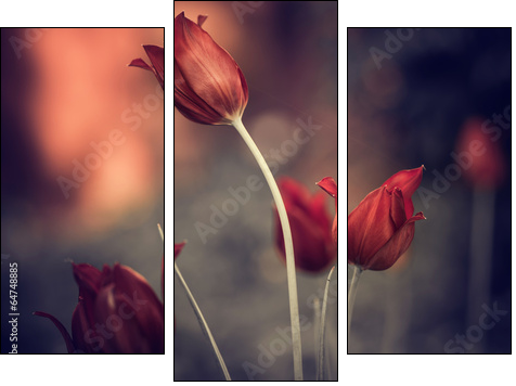 red garden tulips  - Obraz trzyczęściowy, Tryptyk