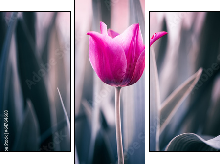 red tulip closeup  - Obraz trzyczęściowy, Tryptyk