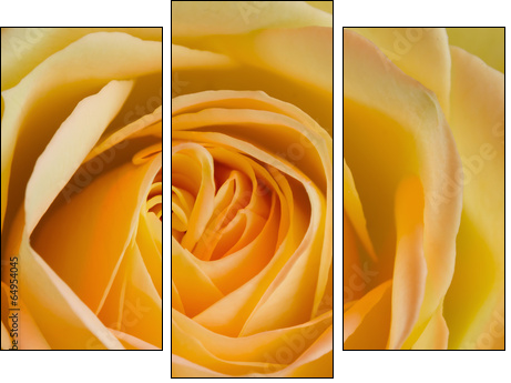 Close up image of orange and yellow rose  - Obraz trzyczęściowy, Tryptyk