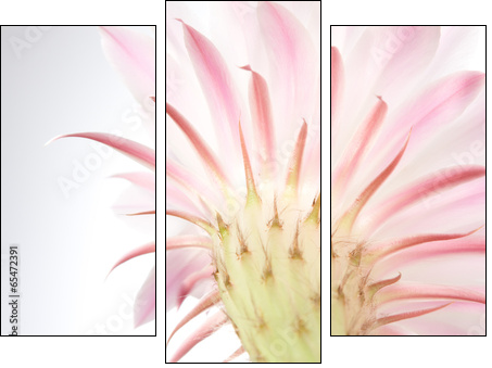 Light  pink cactus flower .  - Obraz trzyczęściowy, Tryptyk