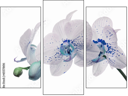 orchid flowers with large and small blue spots  - Obraz trzyczęściowy, Tryptyk