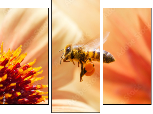 Honeybee  - Obraz trzyczęściowy, Tryptyk