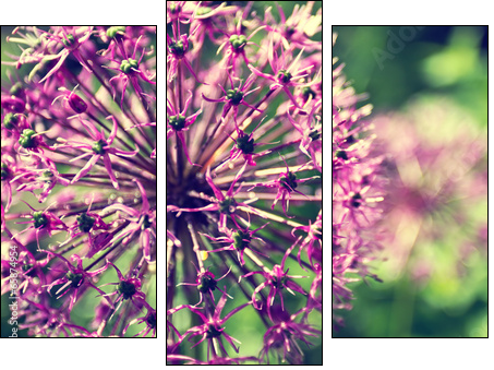 Blooming onion in a garden close up  - Obraz trzyczęściowy, Tryptyk