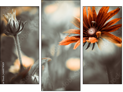 colorful flower  - Obraz trzyczęściowy, Tryptyk