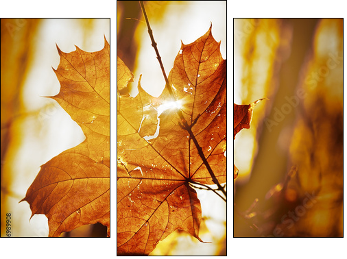 dry autumn leaf  - Obraz trzyczęściowy, Tryptyk