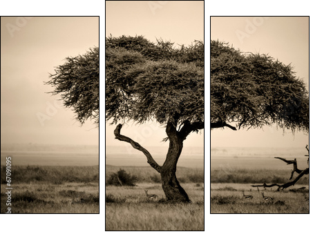 Lone acacia tree with gazelles in sepia  - Obraz trzyczęściowy, Tryptyk