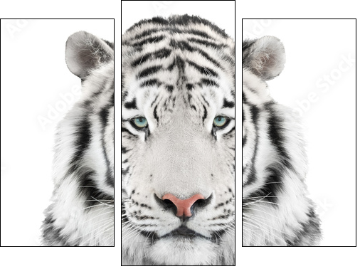 Isolated white tiger  - Obraz trzyczęściowy, Tryptyk