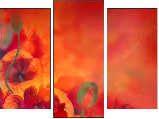 Red poppies field and blue cornflowers, floral background  - Obraz trzyczęściowy, Tryptyk