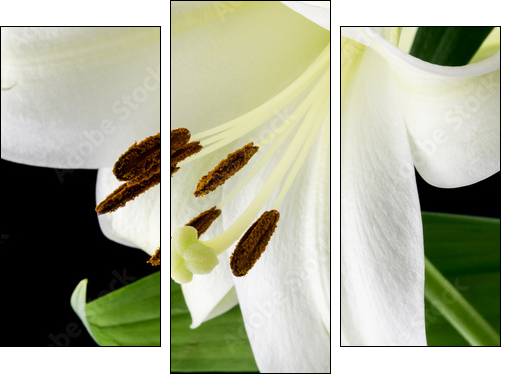 Close up of a beautiful white lily  - Obraz trzyczęściowy, Tryptyk