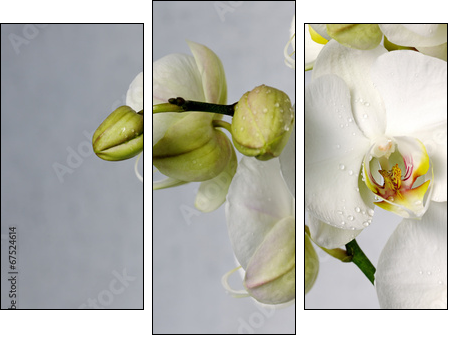 white orchids  - Obraz trzyczęściowy, Tryptyk